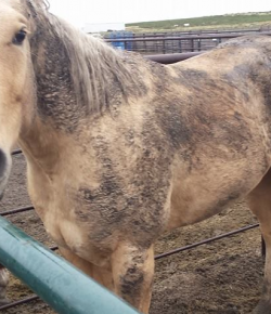 #TBT: 4 Tips For Winter Grooming