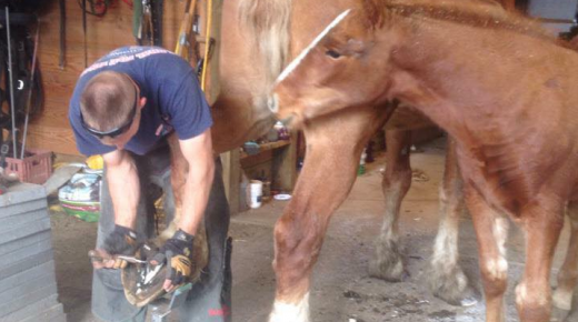 Horse Kicks 101: From the Farrier’s Perspective