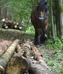 Some Jobs Still Require Horsepower