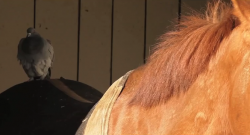 Video: The Horse & the Pigeon