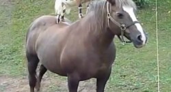 Daily Dose of Adorable: Goats Riding Horses