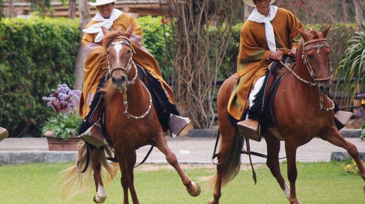 Paso Fino vs. Peruvian Paso: What’s the Difference?