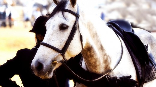 Bridging the Discipline Divide