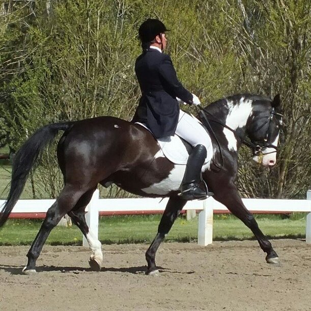 5 NonTraditional Breed Horses Who Are Rocking It at Upper Level