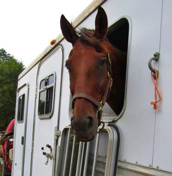 Rules of the Road: Equine Law & Hauling | HORSE NATION