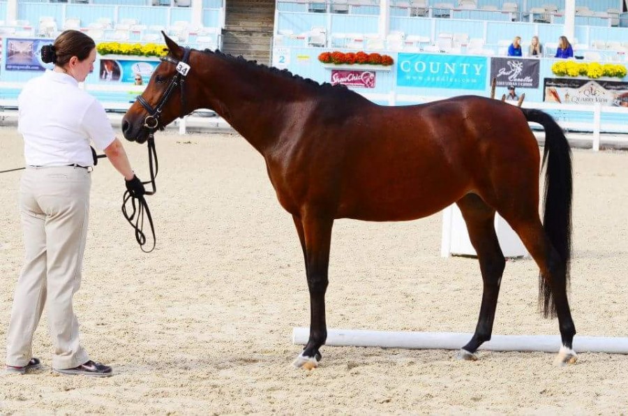 How Arabian Sport Horses Are Changing the Game HORSE NATION
