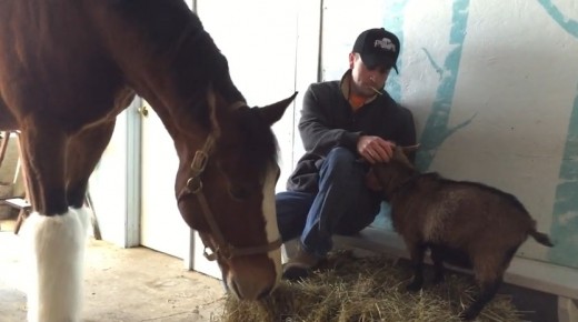 This Barn Filmed Its Own Version of the Budweiser ‘Lost Puppy’ Super Bowl Commercial