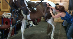 Why I Became an Equine Masseuse