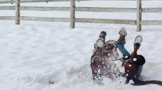 20 Reader-Submitted Horses Who Haven’t Noticed It’s Snowing