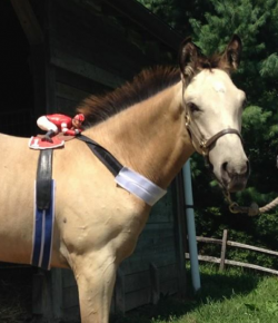 On Losing a Young Horse