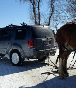 7 Times Draft Horses Saved Us From Winter