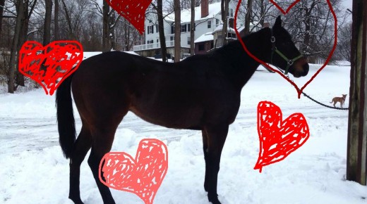 Equine Harmony, the Fun (& Slightly Ridiculous) New Way to Sell Horses