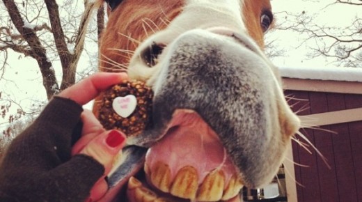 3 Reader-Submitted Horses Who Got Spoiled On Valentine’s Day