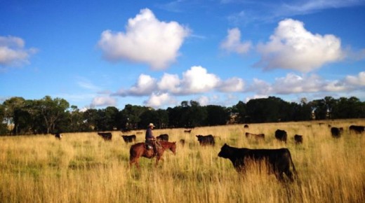 How to Be a Professional Cowgirl: Part II