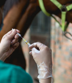 #TBT: Veterinary Malpractice, The Basics