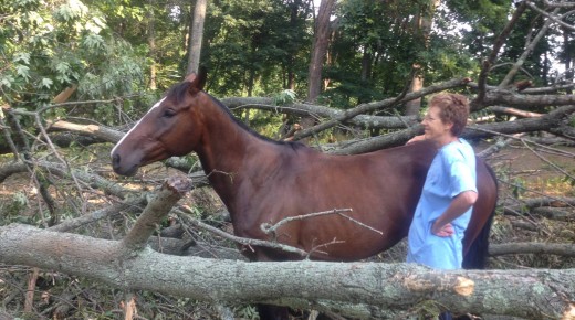 This Horse Will Self Destruct in 3, 2, 1…