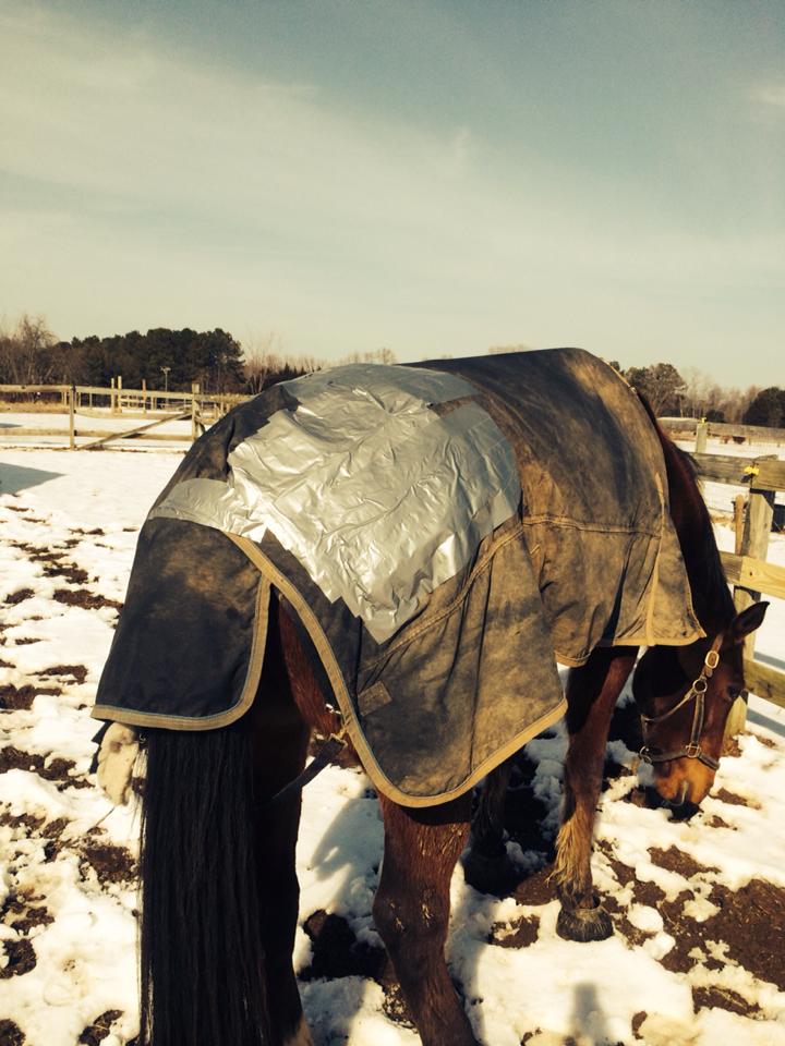 RIP, Horse Blankets 7 More That Didn’t Survive Winter 2015 HORSE NATION