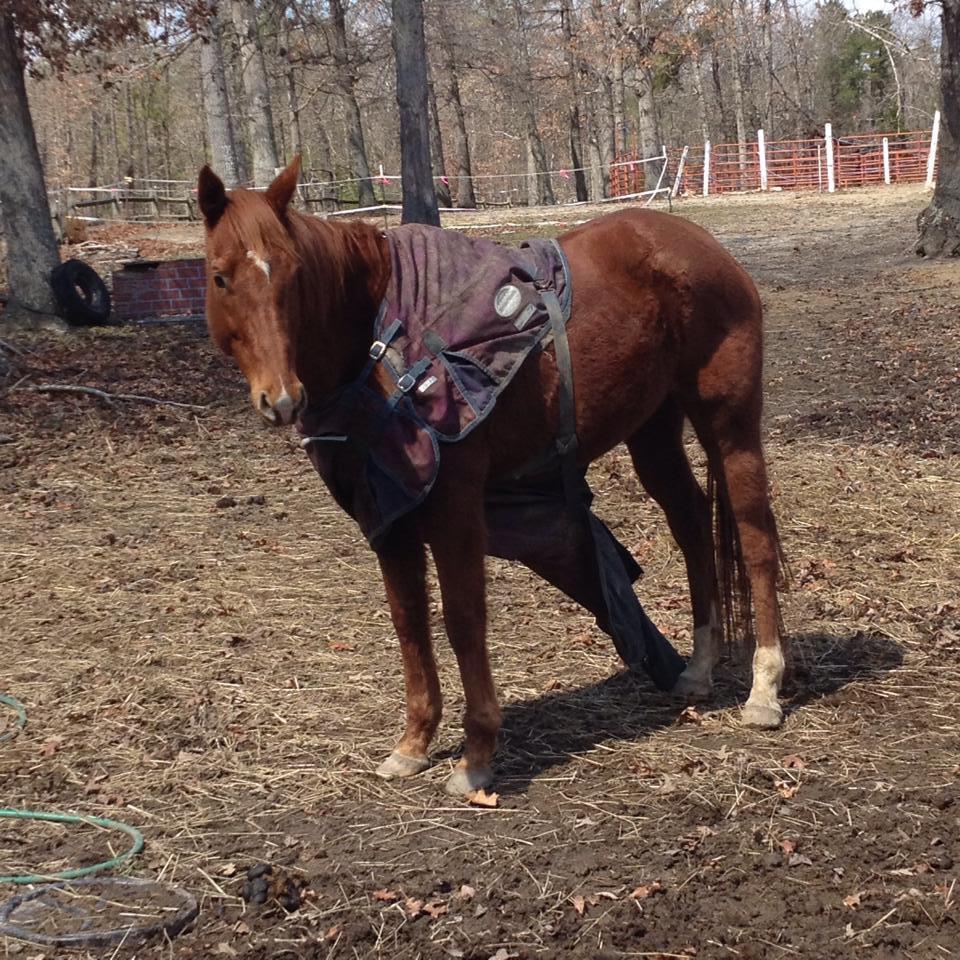 RIP, Horse Blankets 7 More That Didn’t Survive Winter 2015 HORSE NATION