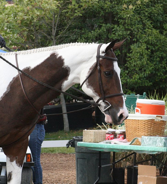 black tovero horse