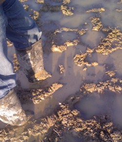 #TBT: Would You Rather … Equestrian Edition