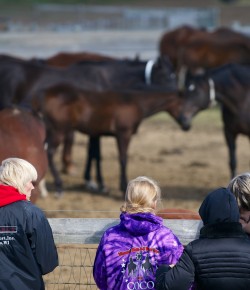 Where Do You Purchase Horses? Poll Results