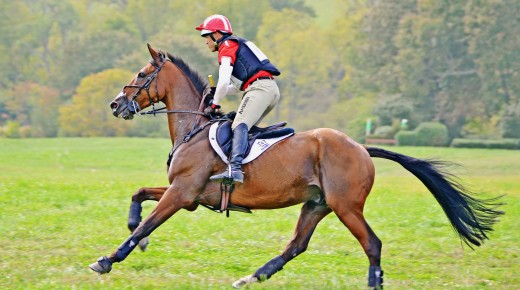 5 Past & Present Irish Sport Horse Superstars
