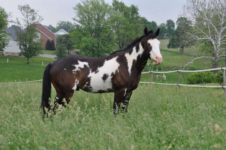 What Color Is This Horse? Part I Pintos HORSE NATION