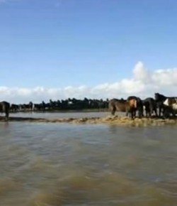 #ThrowbackThursday Video: Netherlands Rescue