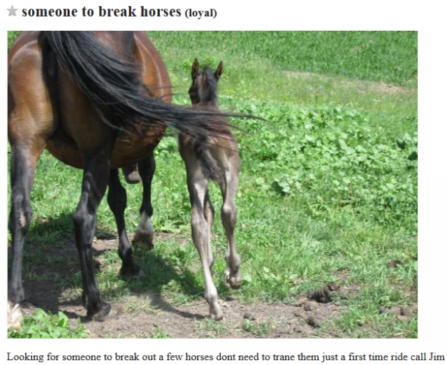 Best of Craigslist ‘Um… OK’ Edition HORSE NATION