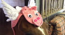 Weekly Instagram Round-Up: #horsenation