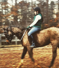 #horsenation: Weekly Instagram Round-Up