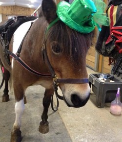 19 Reader-Submitted Horses Who Got Their Irish On