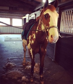 10 Readers Who Are Up to Their Eyeballs in Horse Hair