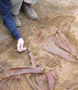 #TBT: Prehistoric Remains Thought to Be Those of an Actual ‘Unicorn’