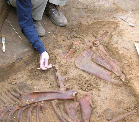 TBT: Prehistoric Remains Thought to Be Those of an Actual 'Unicorn' | HORSE  NATION