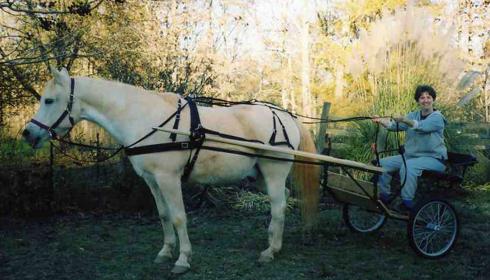 NickerDoodles Learning to ‘Drive’ HORSE NATION