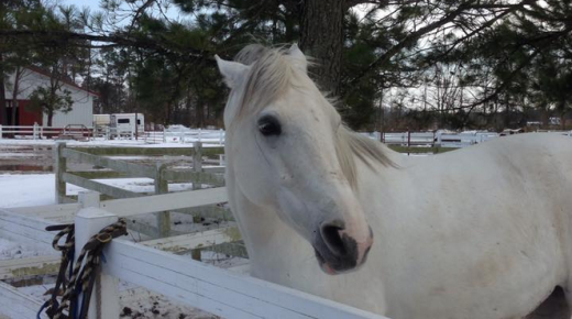 25 Reader-Submitted Mare Glares: Open Division