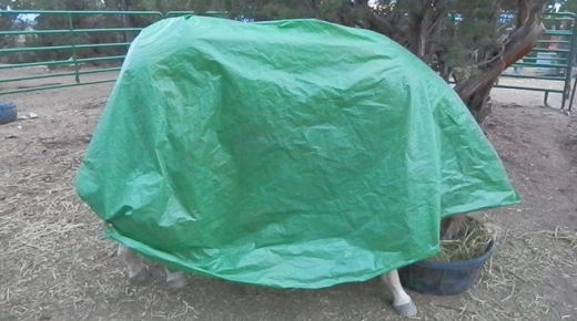 18 Reader-Submitted Tolerant Horses: Costumes, Clothes & Tarps Edition