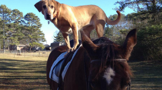 15 Reader-Submitted Tolerant Horses: Best of Show