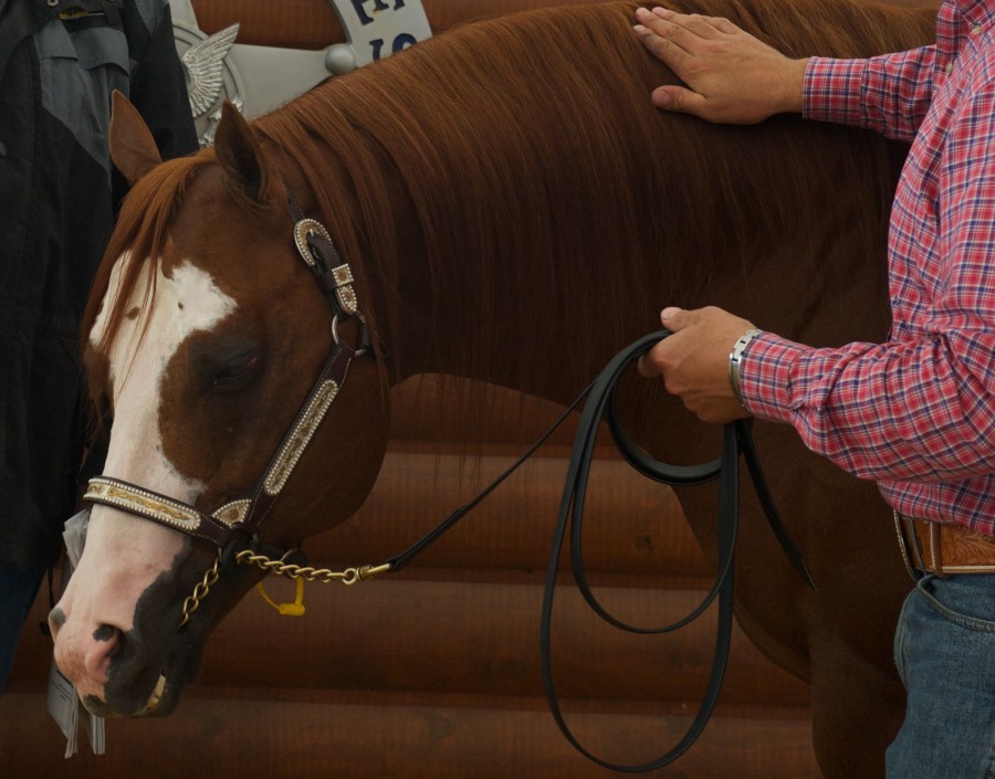 AQHA Bans Lip Chains For Halter Horses HORSE NATION