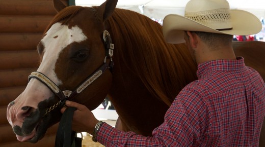 AQHA Bans Lip Chains For Halter Horses