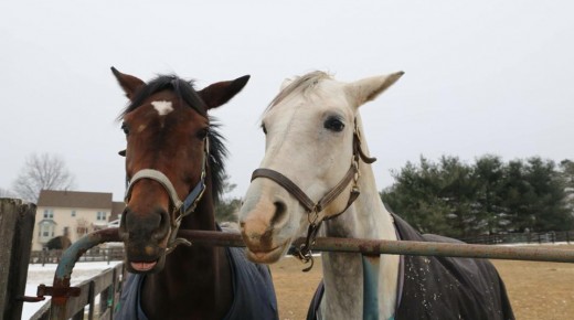 19 Reader-Submitted Mare Glares: Special Divisions