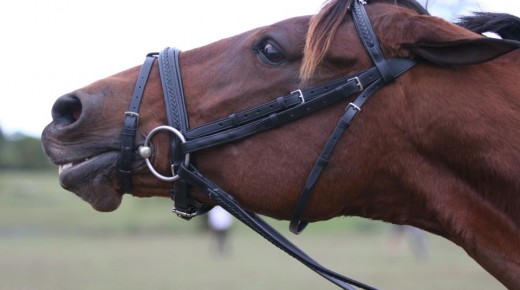 The 10 Best of Show Reader-Submitted Mare Glares