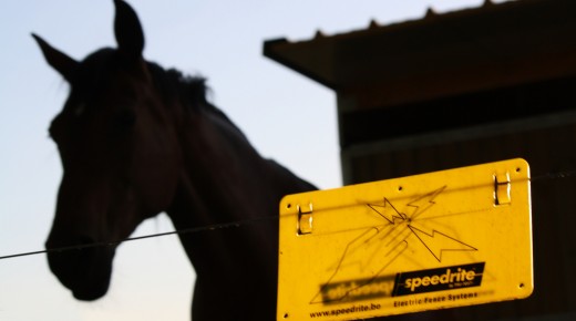 Equestrian Would You Rather … Spring Edition