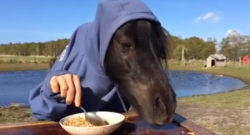 Video: Pony Wears Clothes, Eats Cereal
