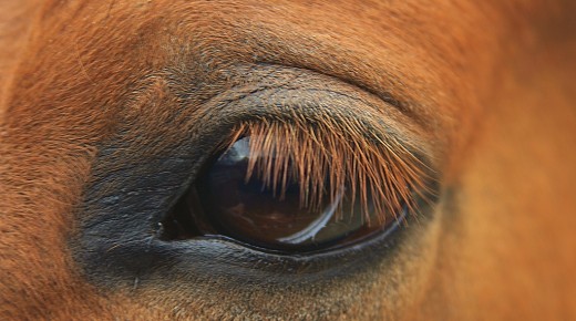 Finding Our Voice For the Animals