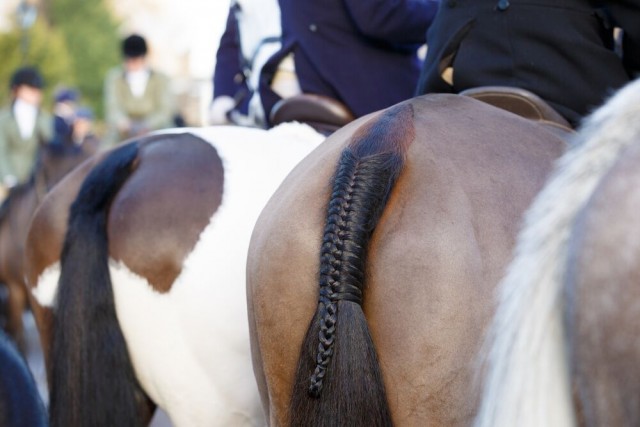 big booty horse