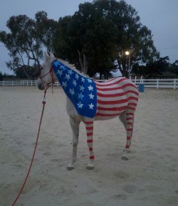 14 Reader-Submitted Horses Who Honored the Fallen