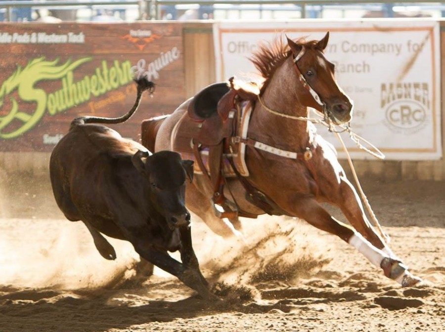 spectravet-performance-of-the-week-shine-di-light-horse-nation