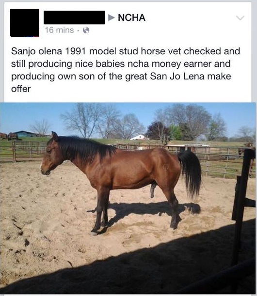 Best of Craigslist 50 Shades of Cray Edition HORSE NATION